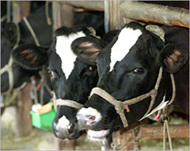 The US has 96 million cattle, more than any other country