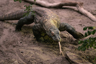 komodo