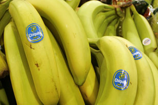 Chiquita bananas, photo on black