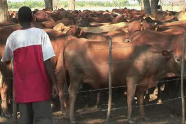 Zimbabwe - farmers