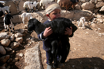 Palestinian Bedouins