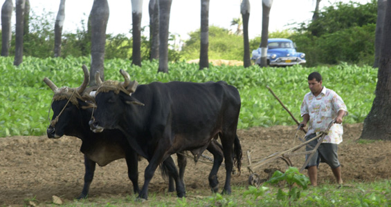 race in cuba - tobacco farmer