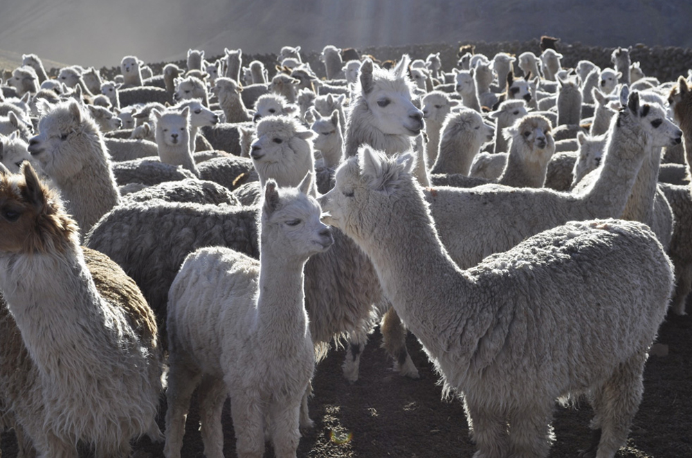 Witness - Trouble at the top of the world- Gallery