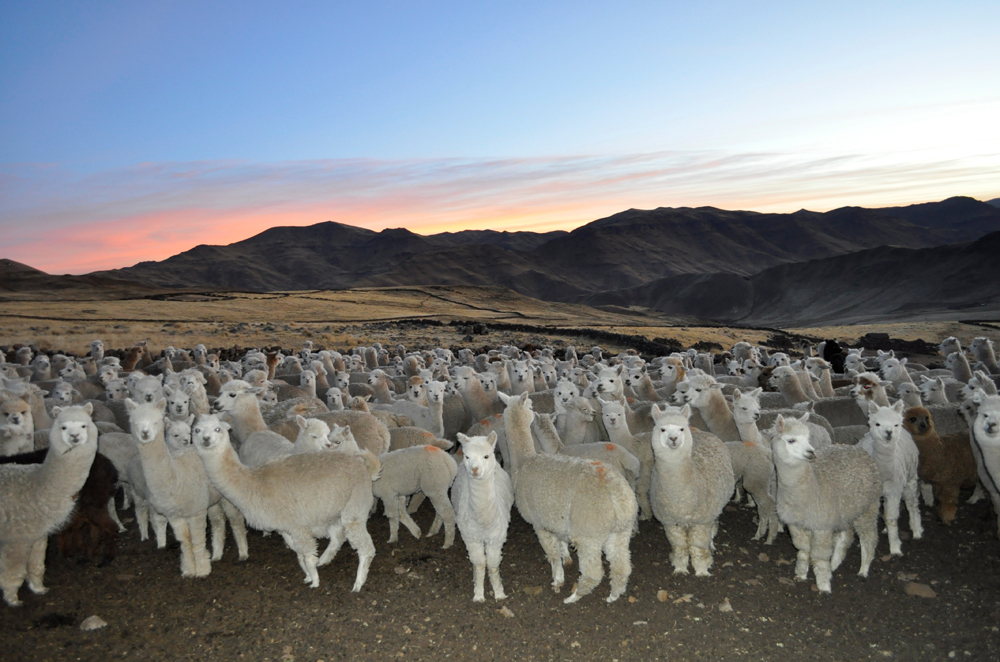 Witness Trouble at the Top of the World - Gallery