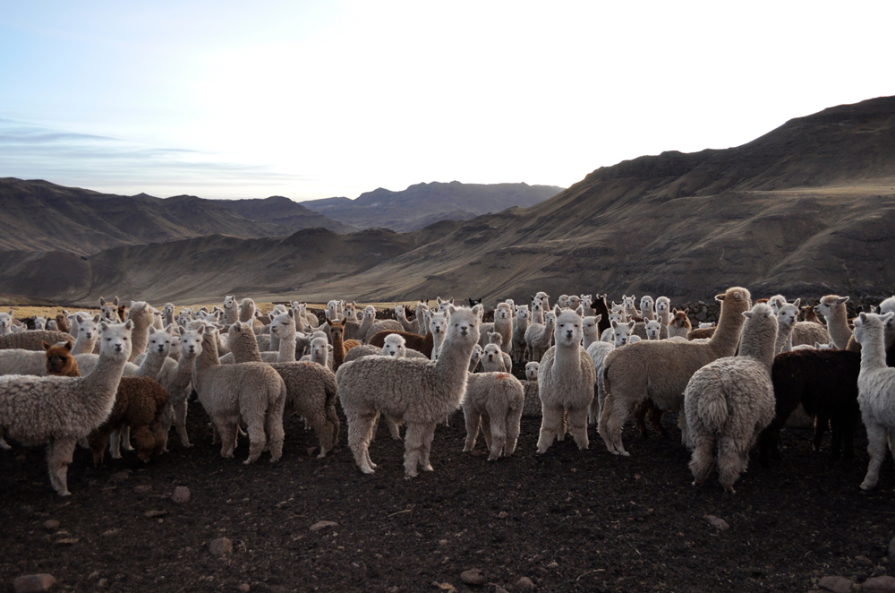 Witness Trouble at the Top of the World - Gallery