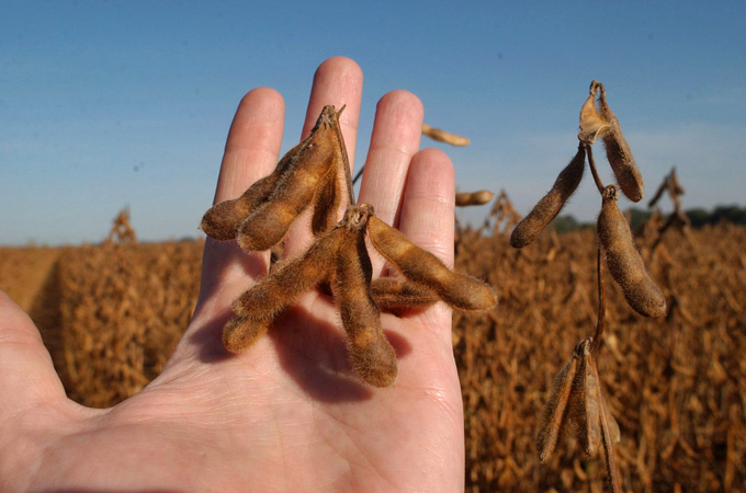 Argentina agriculture soybeans