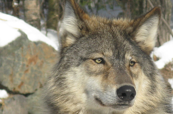 Picture of a grey wolf - to go with Kavitha''s piece