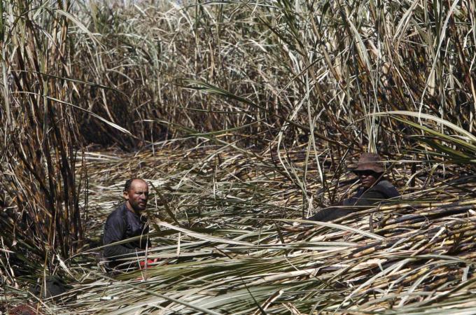 Brazil agricultural land