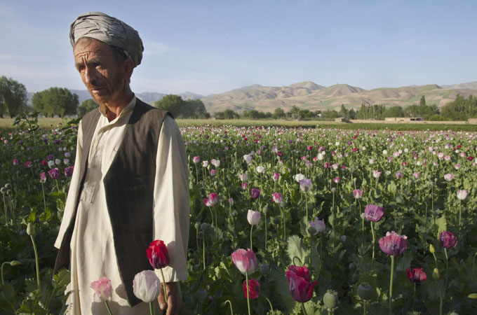 Afghanistan opiates