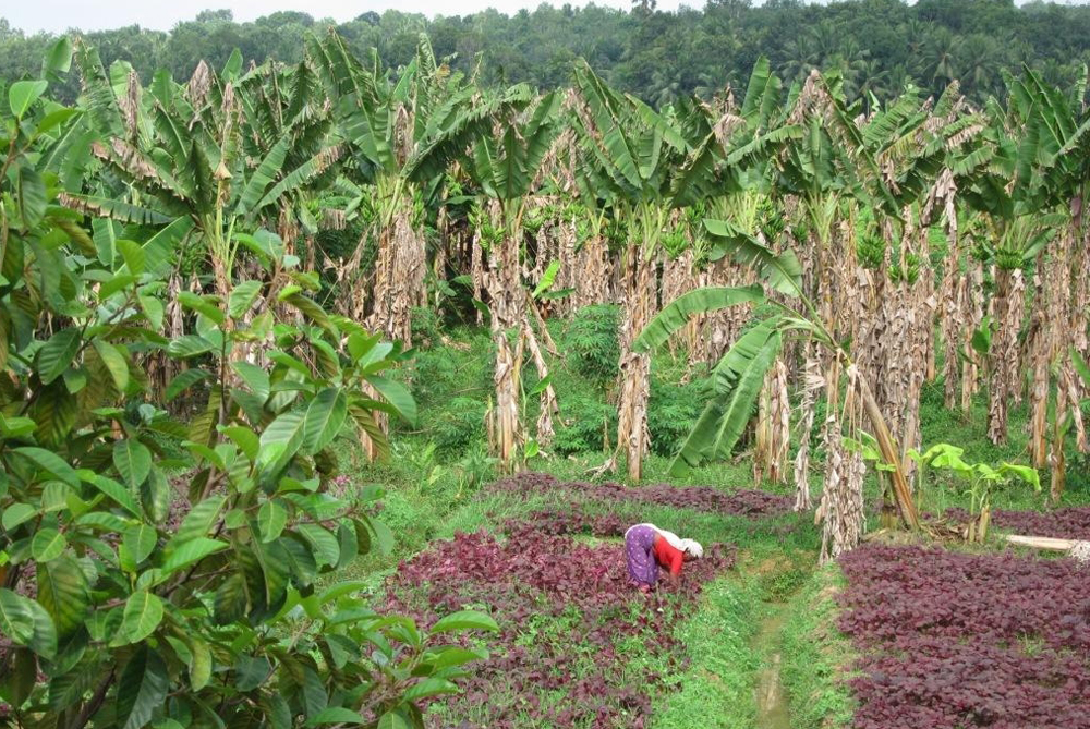 101 East - India Killer Spray