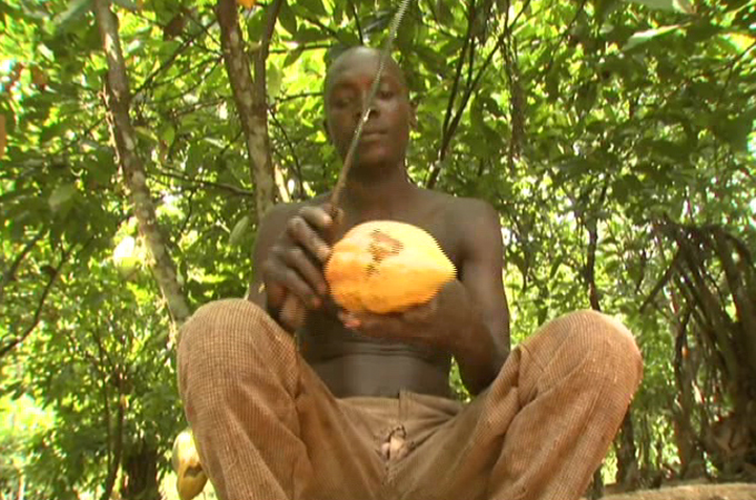 Ivory Coast cocoa farmer