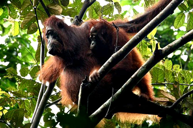 Orangutan