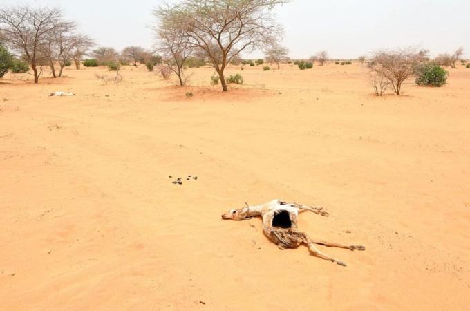 The remains of a goat lie in the sand in