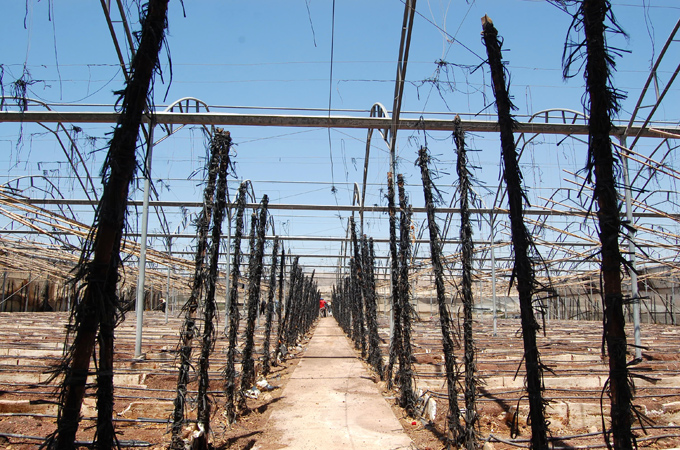 Israeli settlement crops