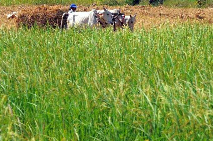 This photo taken on November 14, 2010 sh