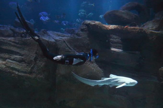 FRANCE-AQUARIUM-DIVING-SHARK-OFFBEAT