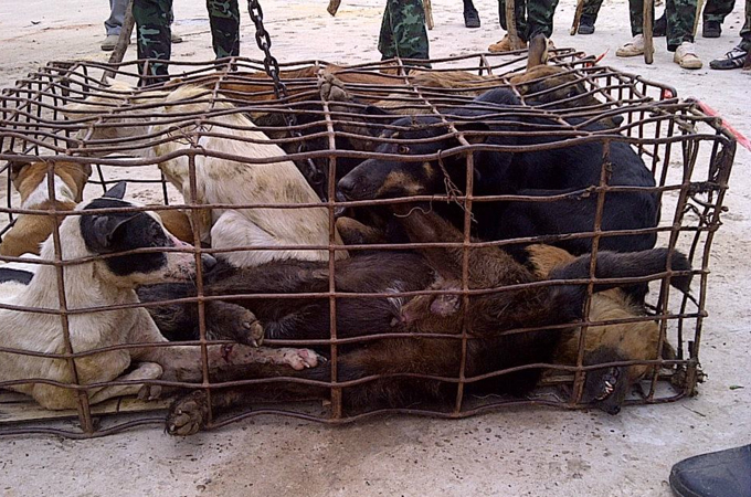 dog meat trafficking [Credit: Soi Dog Foundation]