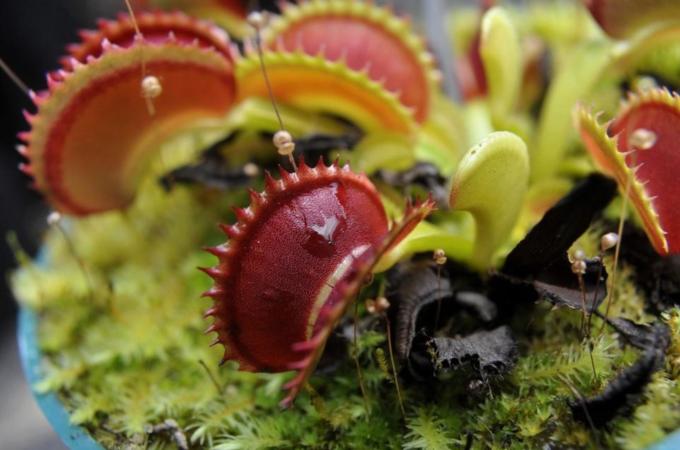 A Dionaea muscipula, the Venus Flytrap,