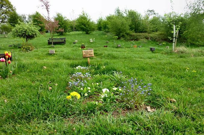 Wildflowers grow on a natural burial ground in the UK [Westall Park Natural Burial Ground]