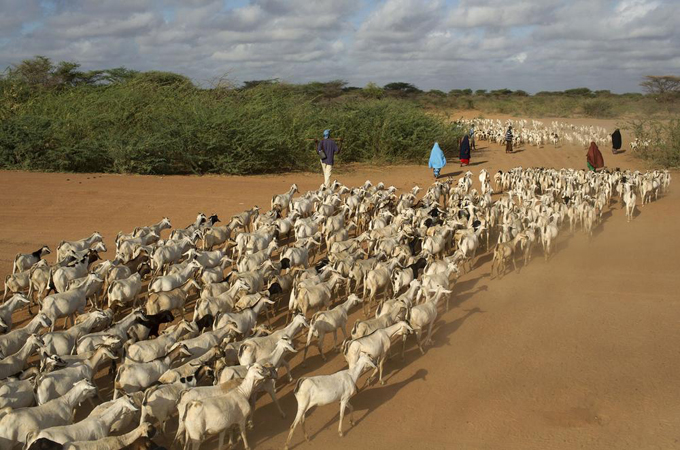 Over 4,000 pastoralists are insured through the NGO International Livestock Research Institute [Reuters]