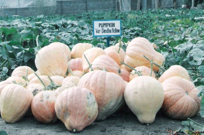 Scientists say eruption of fruits and vegetables 11,000 feet high is due to global warming [OP Chaurasia/Al Jazeera]