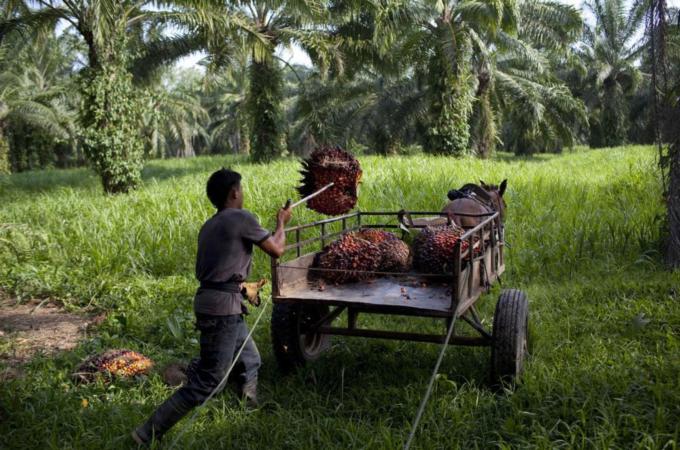Disputes over land in Honduras' Bajo Aguan Valley have led to the deaths of 63 people, mostly peasants [AP]