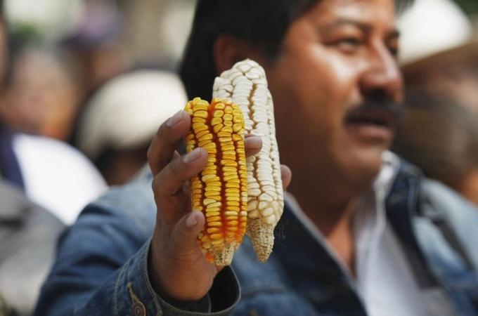 Mexico is the 'centre of origin' for maize [Reuters]