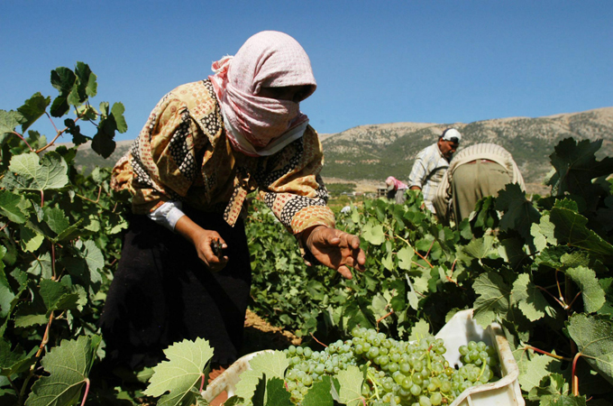 Working in wine vineyards is one of the few jobs available to Syrian refugees in Lebanon [EPA]