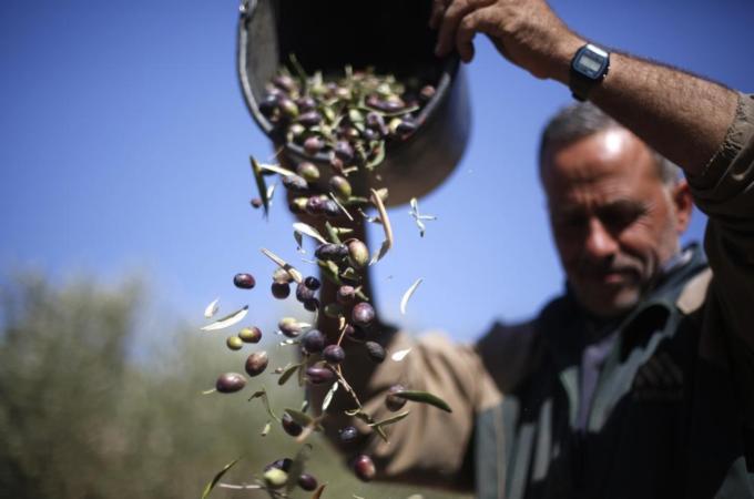 Some 50 percent of Palestinian households are suffering from food insecurity. [Reuters]