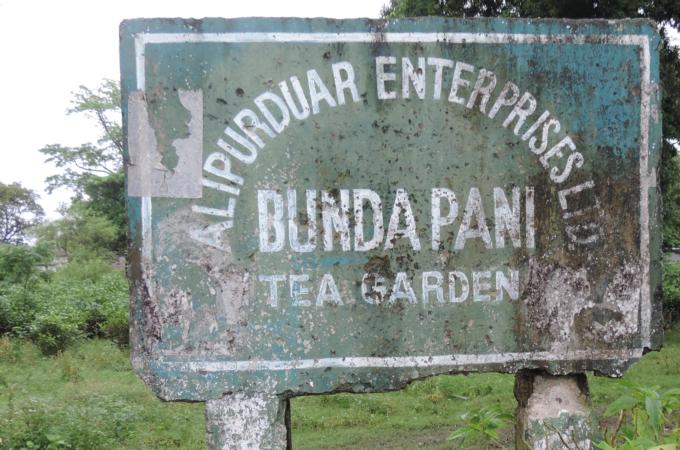 Tea estates, like this one, started shutting down in 2002 [Chinmaya N Singh/ Al Jazeera]