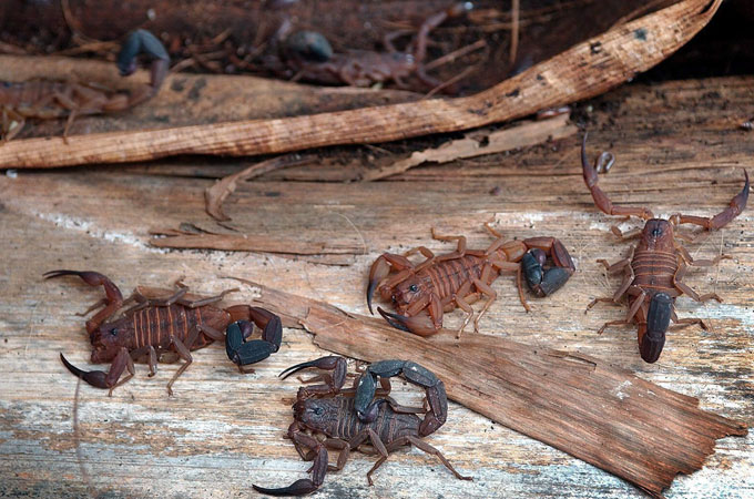 The hunters say that black scorpions weighing 60 grams can fetch at least $50,000 [EPA]