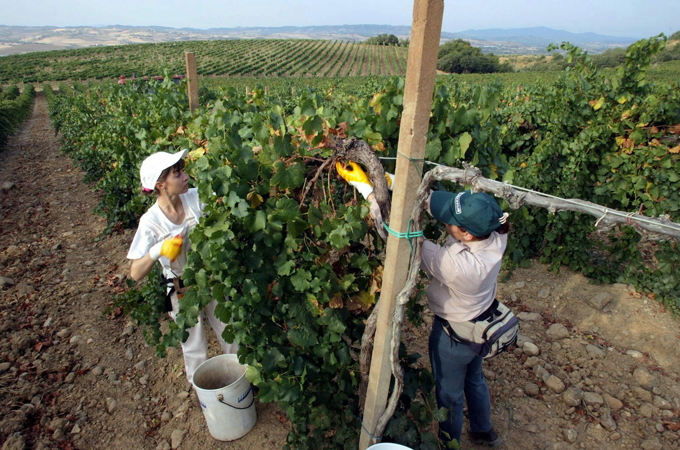 Despite a biting recession in other industries, Italy's agriculture sector grew 0.6 percent in 2013 [EPA]