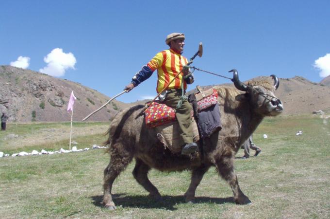 A well looked-after yak can fetch around $1,000 when sold [Tourism Corporation Khyber-Pakhtunkhwa]