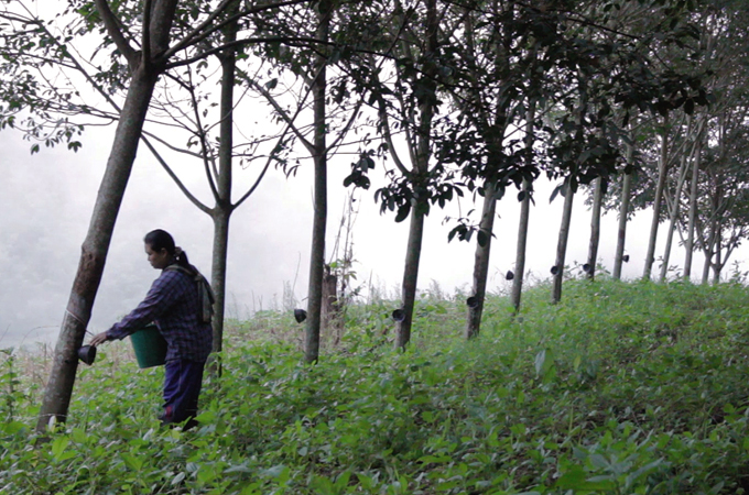 Rubber farmers in northern Thailand don't finish tapping trees until the sun comes up [Glenn Brown/Al Jazeera]