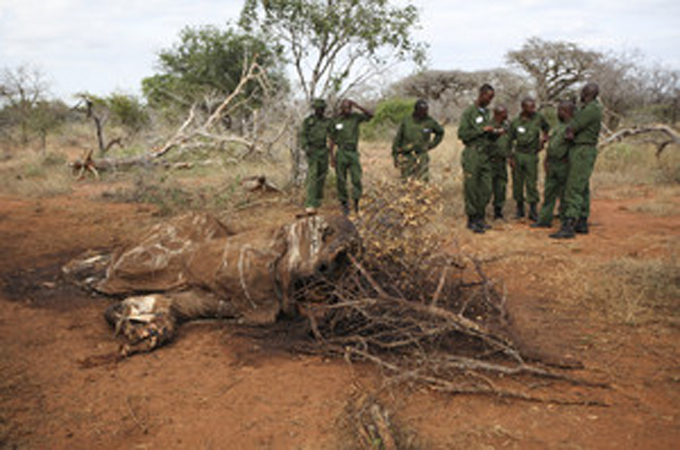 Every year, about 13 million hectares of forests are destroyed around the world, writes Thiaw [EPA]