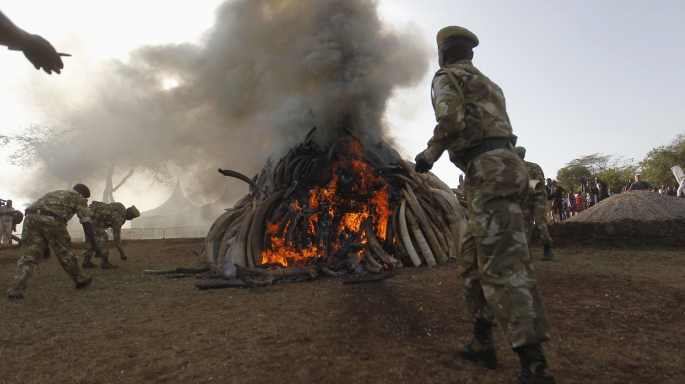 Kenya Wildlife Service rangers burn 15 tonnes of ivory confiscated from smugglers and poachers to mark the World Wildlife Day at the Nairobi National Park