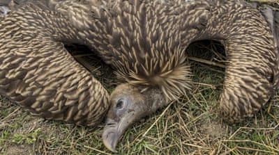 Modern medications suspected to have caused the declining vulture population in India [Getty Images]