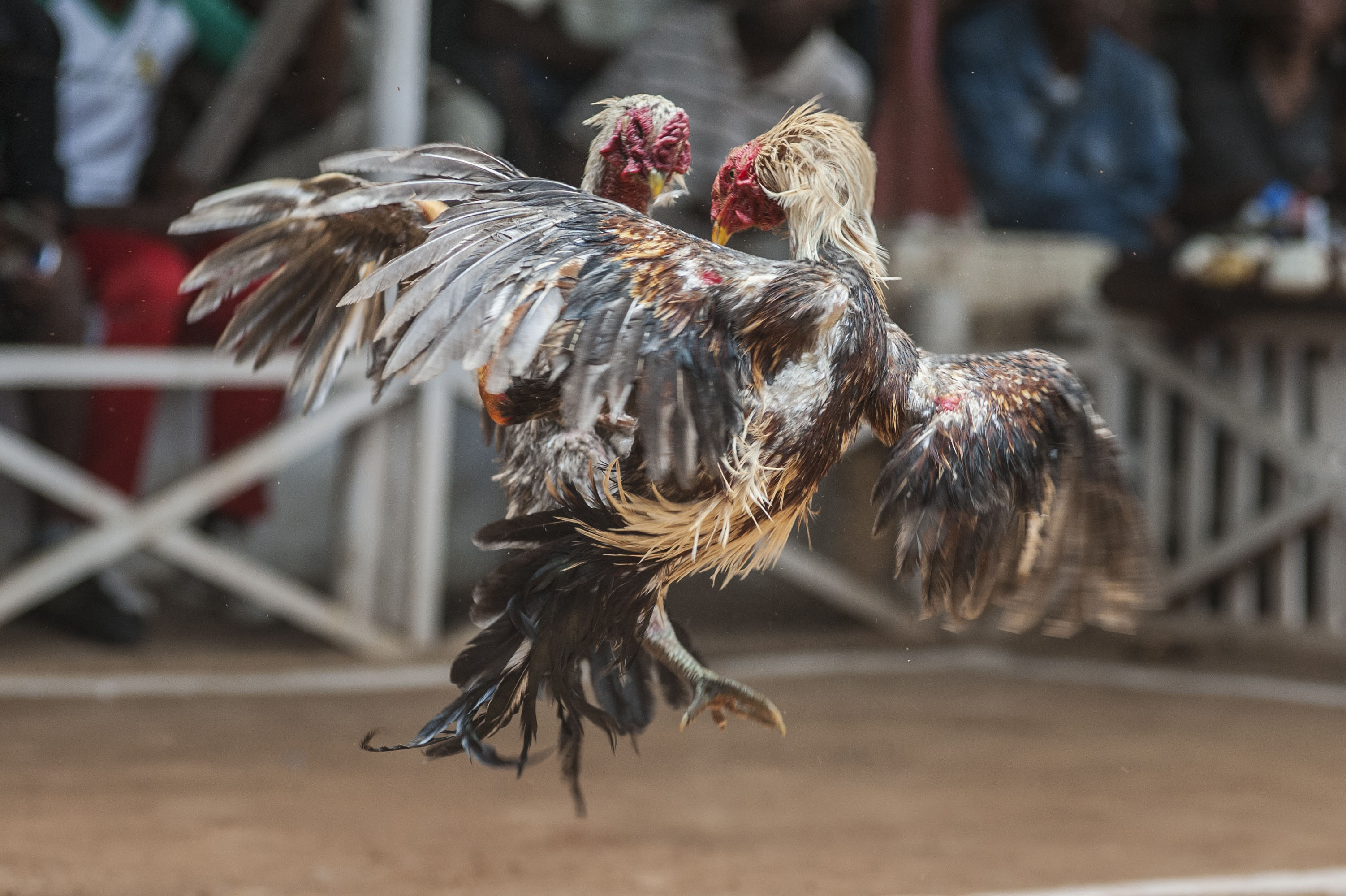 cockfighting in Madagascar/ DO NOT USE/ RESTRICTED