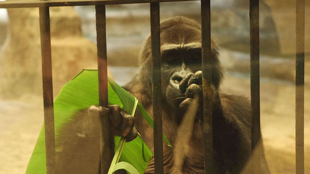 101 East - Saving Thailand''s animals