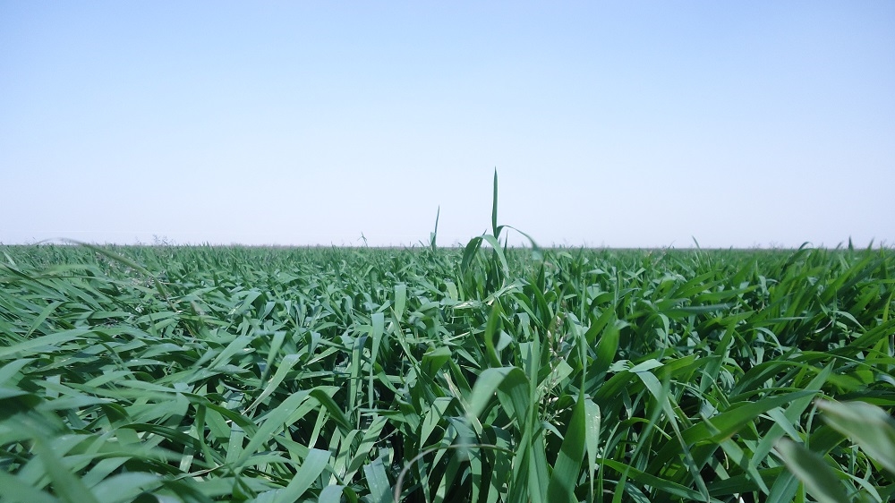 Agriculture in Sudan