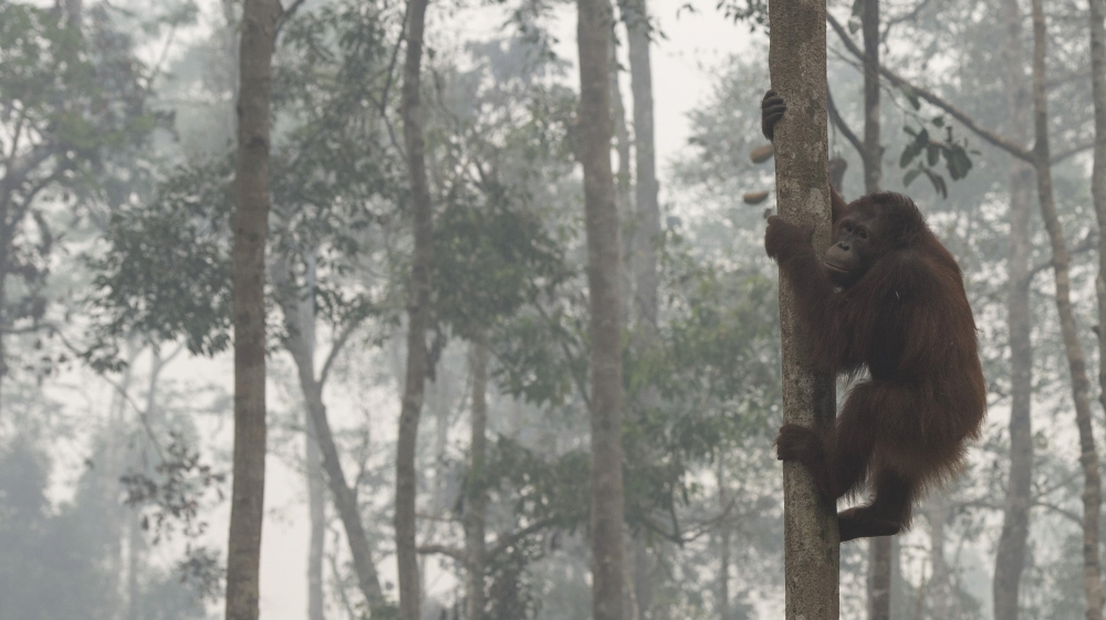 An orangutan climbs a tree as haze shrouds Borneo Orangutan Survival Foundation in Nyaru Menteng