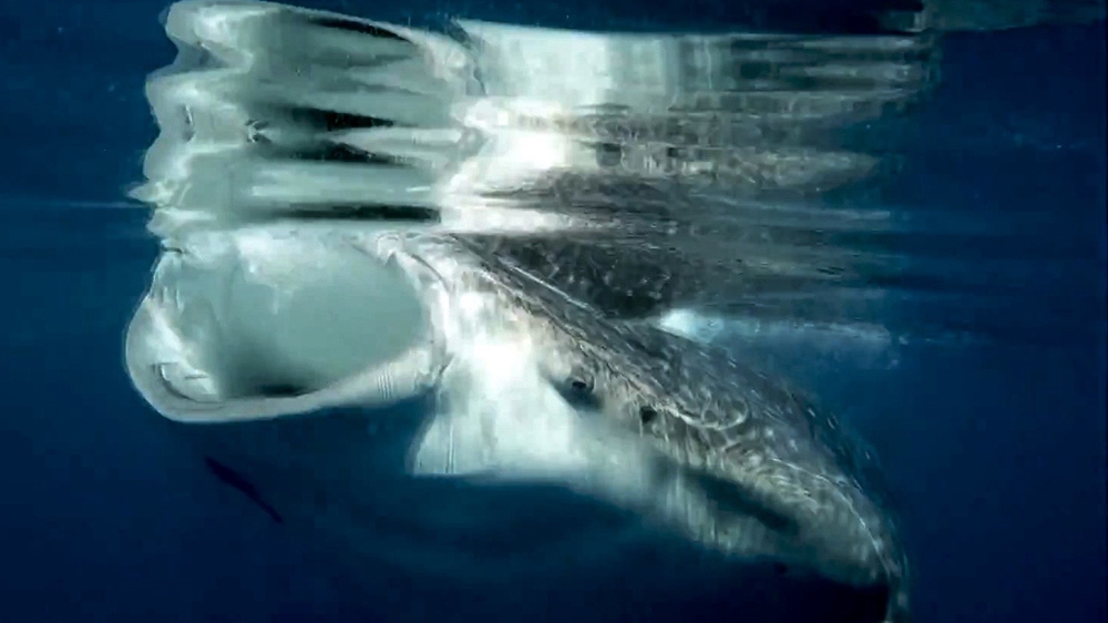 shark