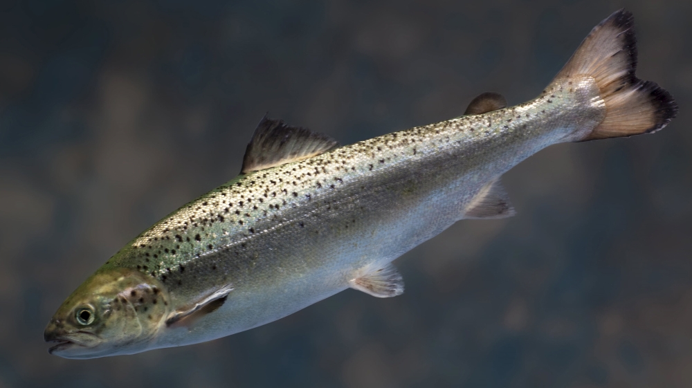 An AquAdvantage Salmon is pictured in this undated handout photo provided by AquaBounty Technologies