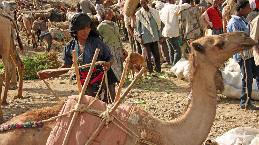 A woman tethers her camel at a market in the town of Hayk in north central Ethiopia [James Jeffrey/Al Jazeera] 