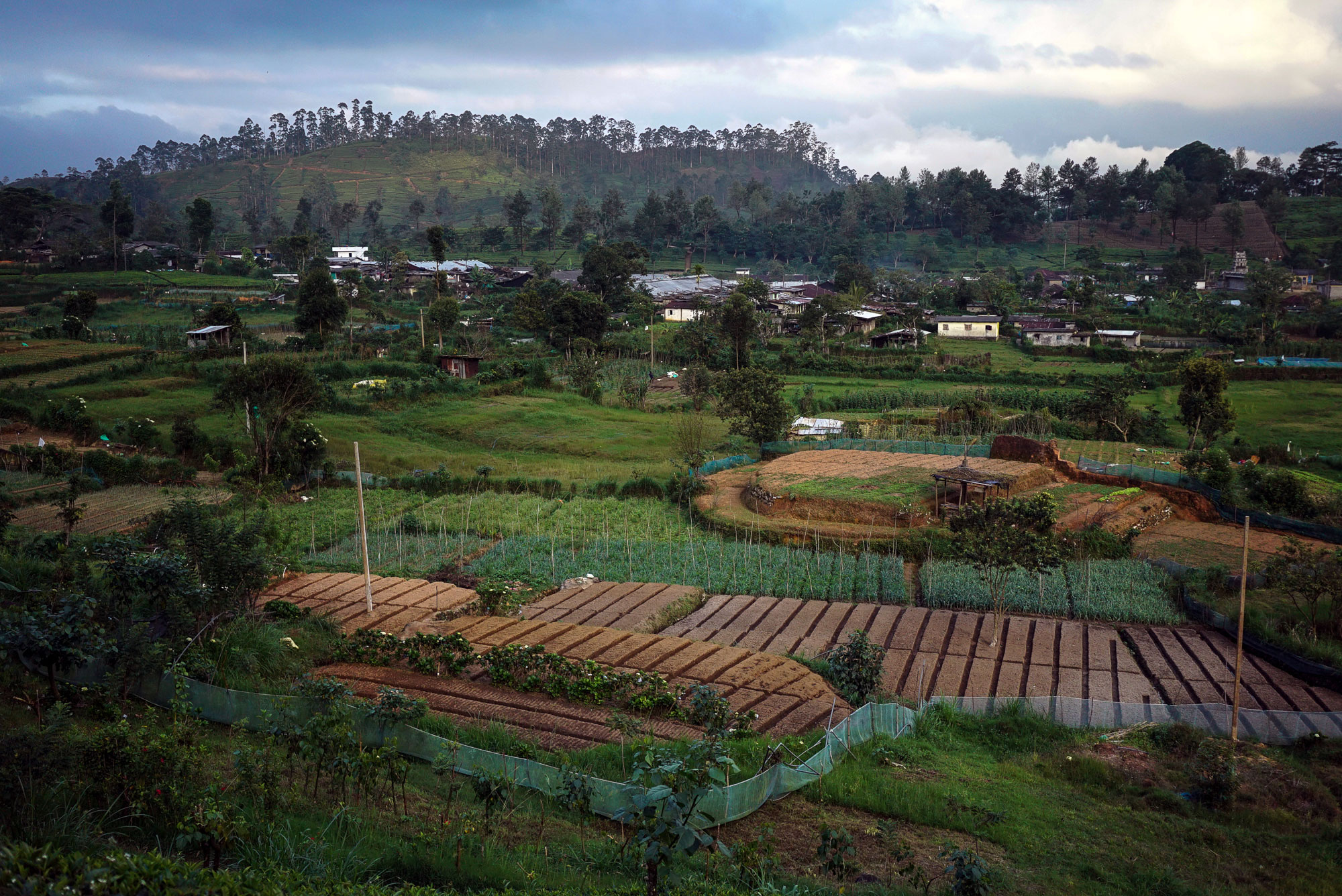 Tracing the origins of the world’s most popular beverage.[Sorin Furcoi/Al Jazeera]