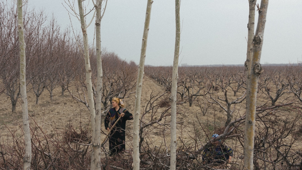 Uzbekistan woman in an orchard in the eastern town of Kuva [Timur Karpov/Al Jazeera] 