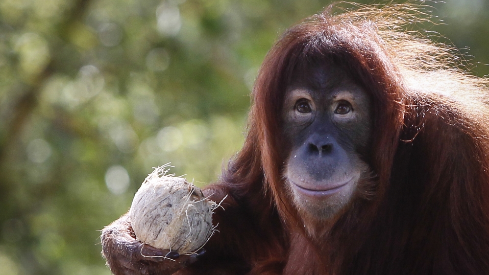 Orangutan