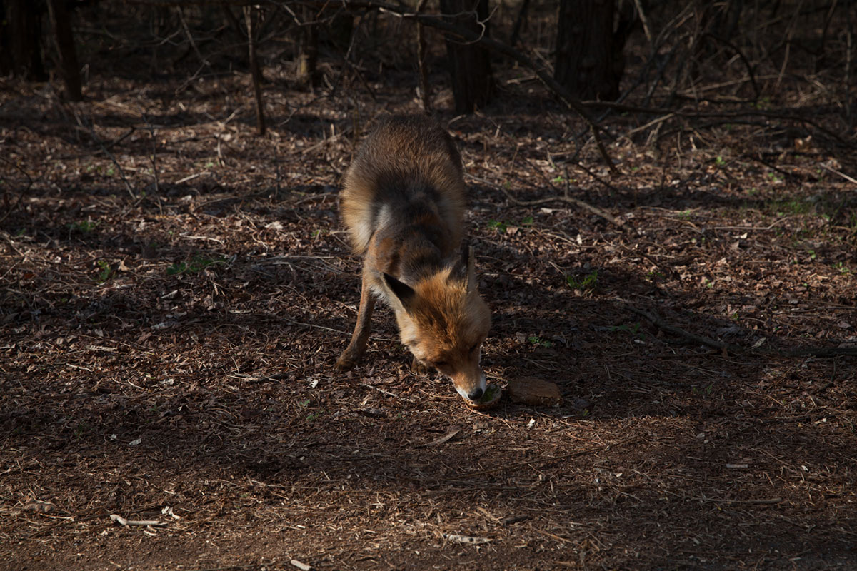 Nuclear Ukraine / Please Do Not Use