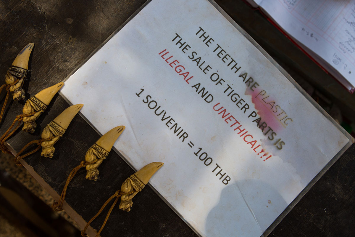 The End for Thailand''s Infamous Tiger Temple/ Please Do Not Use