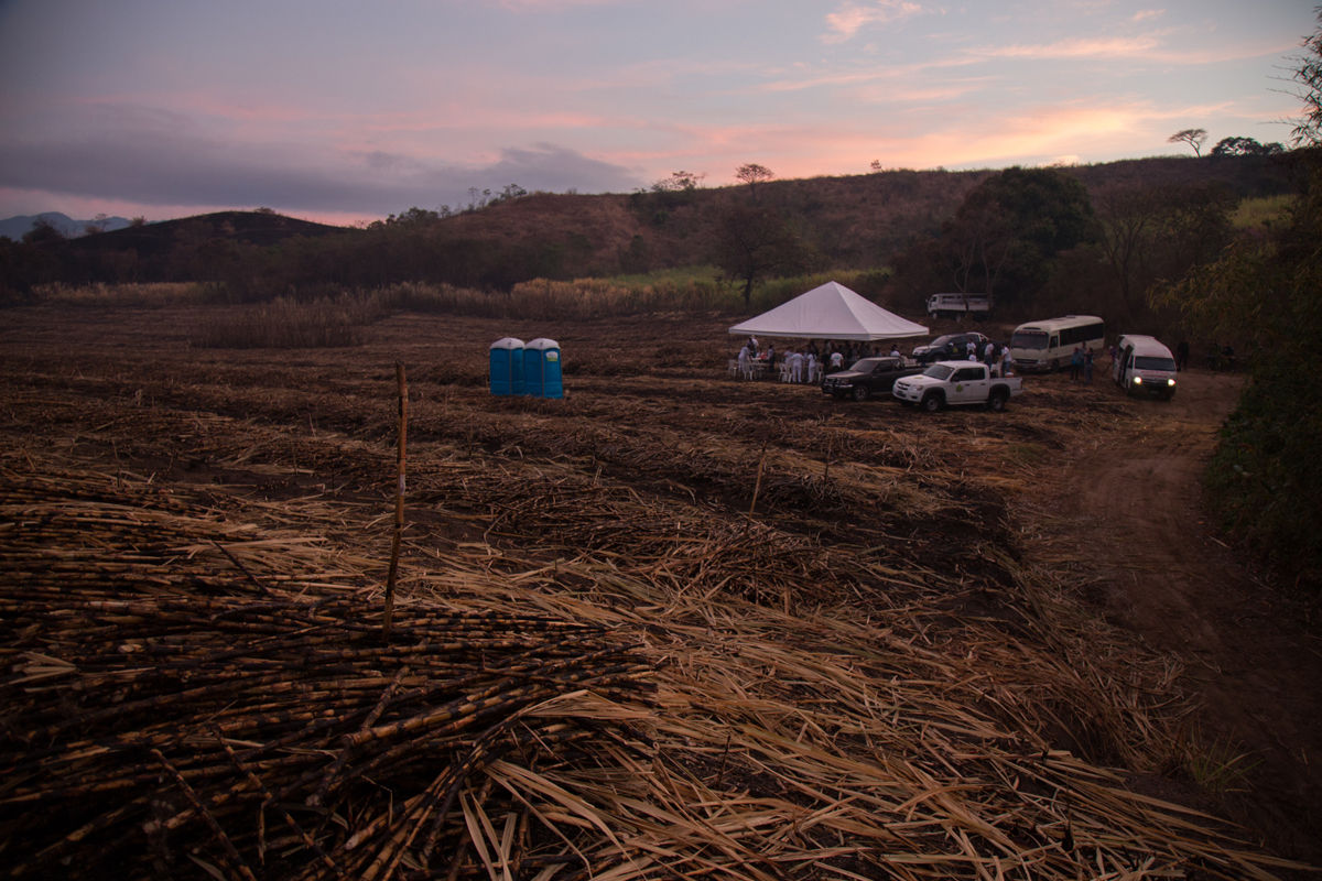 The Cure - sugarcane - pls don't use